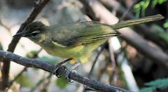Chlorocichla flaviventris flaviventris