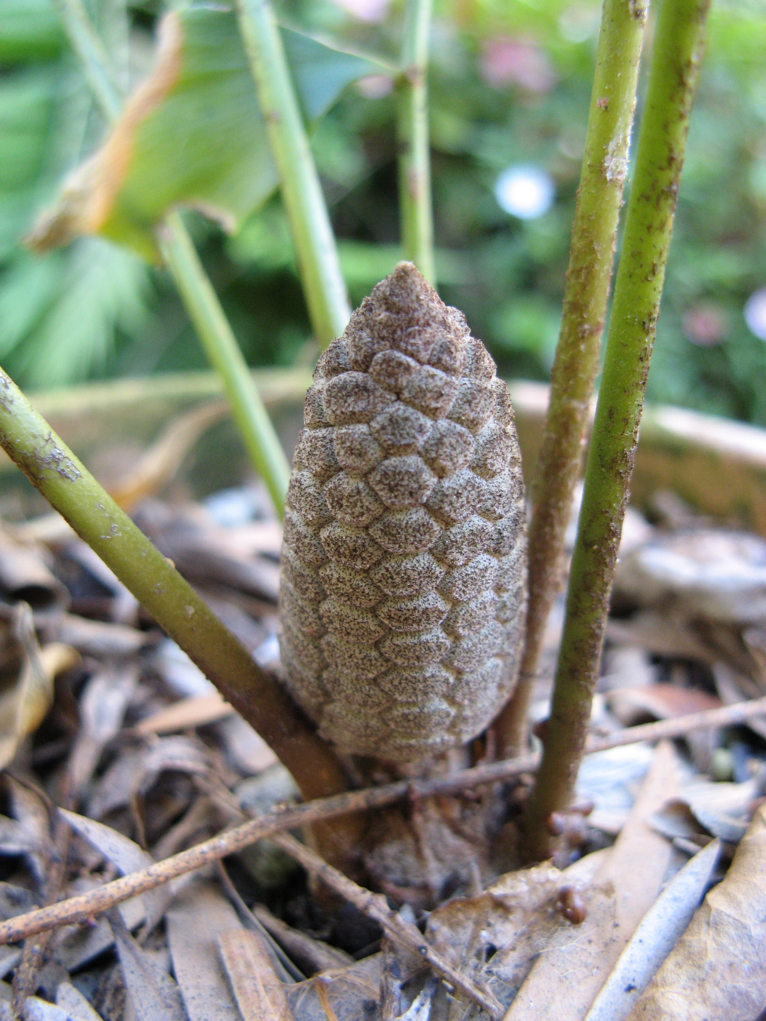 Zamia fischeri