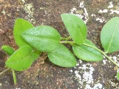 Polygala ohlendorfiana