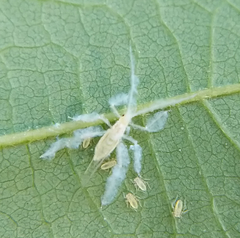 Calaphidina