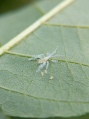 Calaphidina