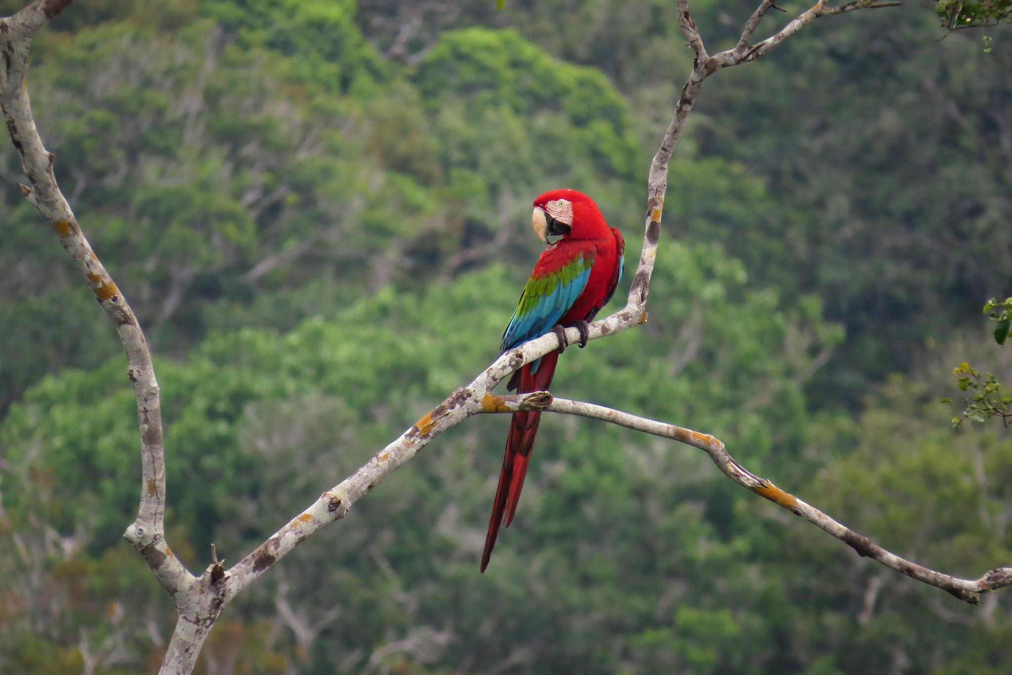 Red-and-green Macaw