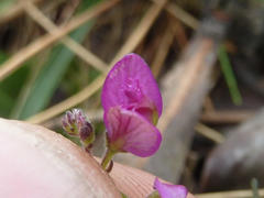 Polygala ohlendorfiana