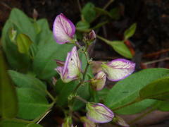 Polygala ohlendorfiana