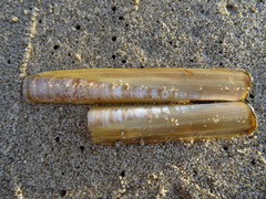 Ensis minor