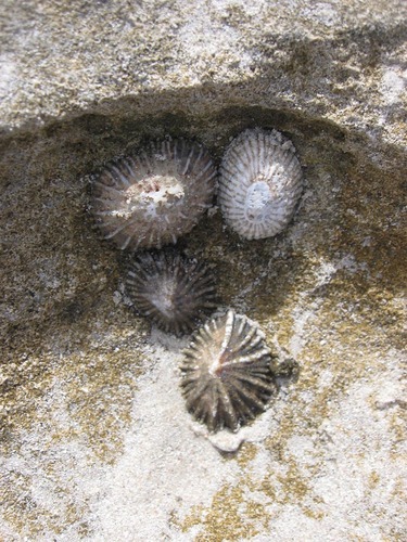 Siphonaria capensis