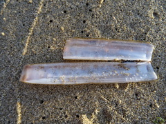 Ensis minor