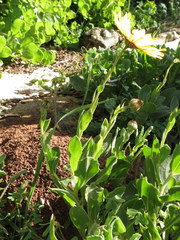Osteospermum calcicola