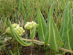 Xysmalobium acerateoides
