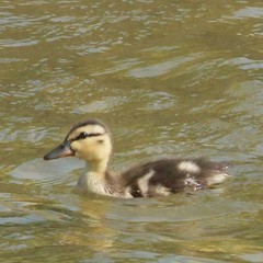 Anas platyrhynchos