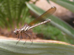 Platycypha caligata