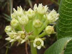 Xysmalobium acerateoides