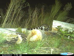 Genetta tigrina tigrina