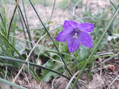 Campanula parryi
