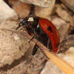 Coccinella septempunctata