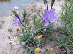 Campanula parryi