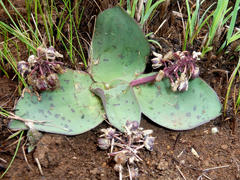 Ledebouria ovatifolia ovatifolia