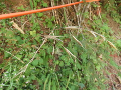 Festuca subulata