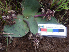 Ledebouria ovatifolia ovatifolia