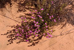 Oscularia cedarbergensis
