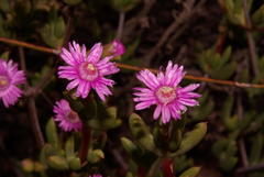 Oscularia cedarbergensis
