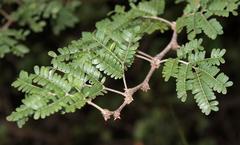 Vachellia robusta robusta