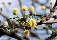 Vachellia robusta robusta