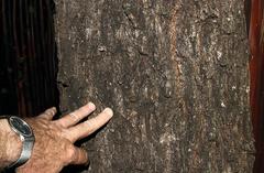 Vachellia robusta robusta