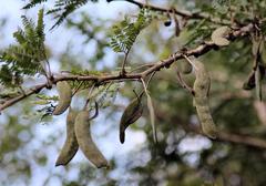 Vachellia robusta robusta