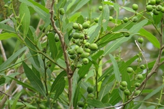 Alchornea castaneifolia
