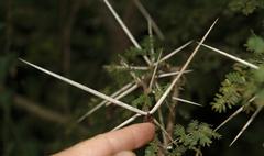 Vachellia robusta robusta