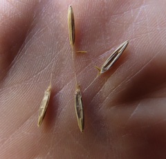 Festuca subulata