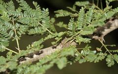 Vachellia robusta robusta