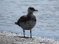 Stercorarius parasiticus