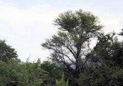 Vachellia robusta robusta