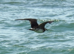 Stercorarius parasiticus