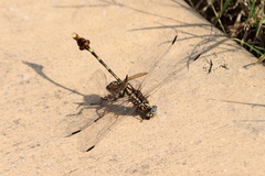 Aphylla angustifolia