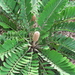 Cardboard Cycad - Photo (c) tanetahi, some rights reserved (CC BY)