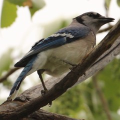 Cyanocitta cristata