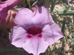 Sesamum triphyllum