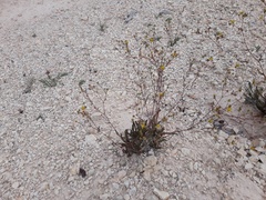 Ivesia sabulosa