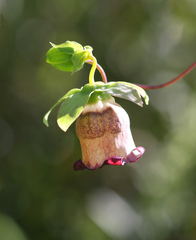 Codonopsis ussuriensis