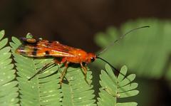 Braconinae