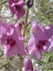Sesamum triphyllum