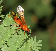 Braconinae