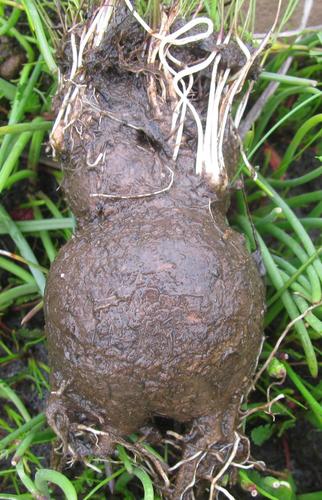 Othonna stenophylla