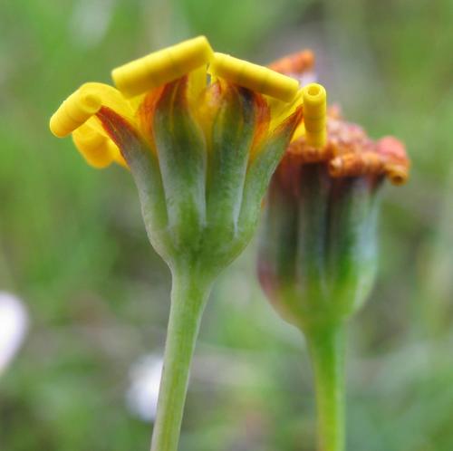 Othonna stenophylla