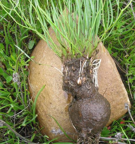 Othonna stenophylla