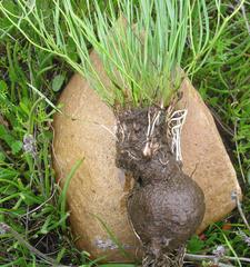 Othonna stenophylla