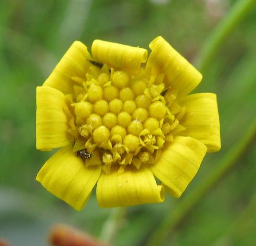 Othonna stenophylla